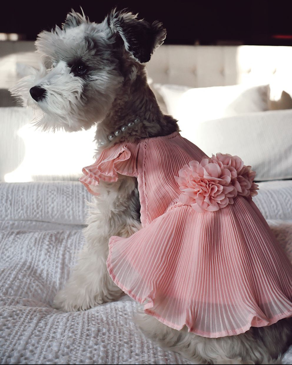 Love Story Rose Pink Pleated Chiffon Dog Dress