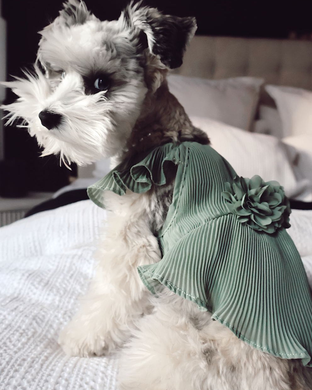 Love Story Sage Green Pleated Chiffon Dog Dress