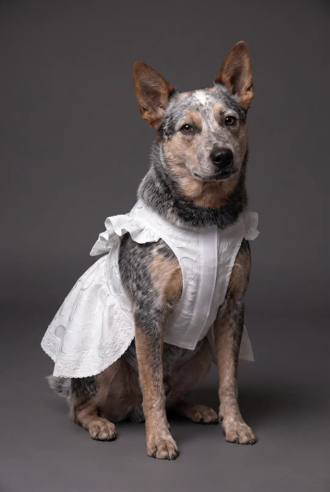 Brocade Ruffle Bow Dog Wedding Dress