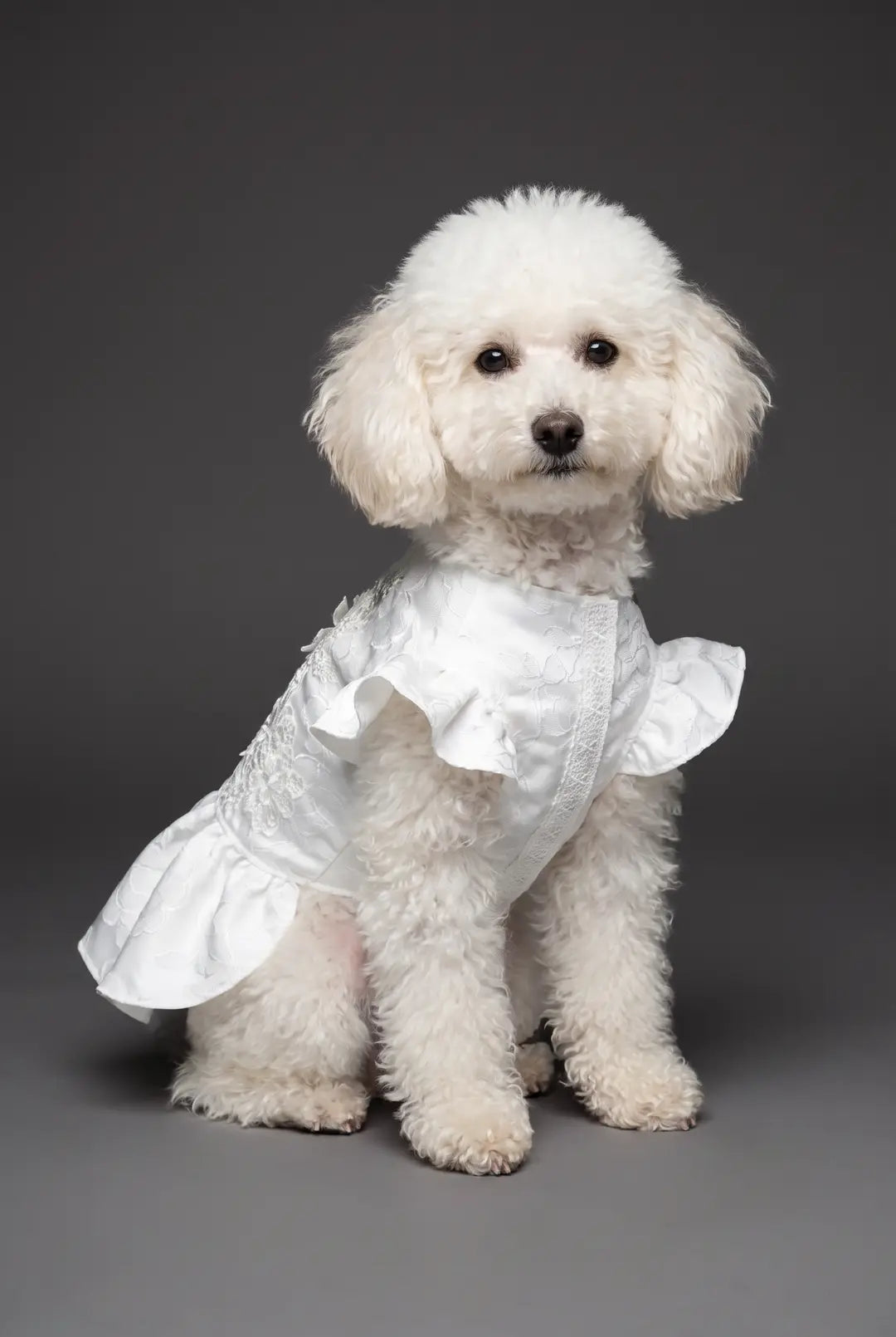 Brocade Lace Applique Dog Dress