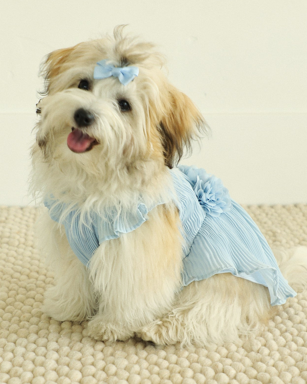 Love Story Ice Blue Pleated Chiffon Dog Dress
